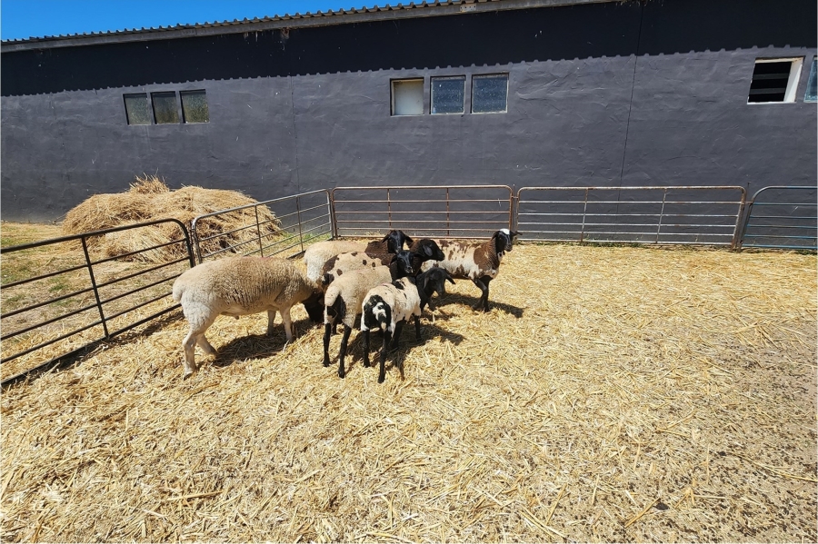 0 Bedroom Property for Sale in Durbanville Western Cape